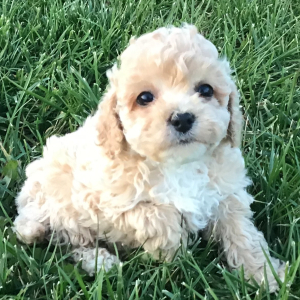 Cavapoo Puppy Janey