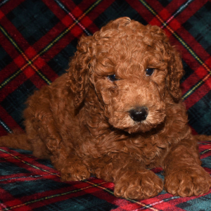 Poodle Puppy Ernie