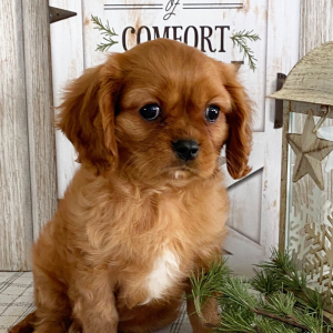 Cavalier King Charles Spaniel Puppy Arthur