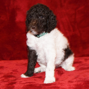 Poodle Puppy Sweet Pea