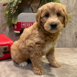 Goldendoodle Puppy Martin