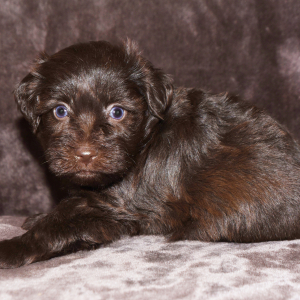 Miniature Schnauzer Puppy Candy