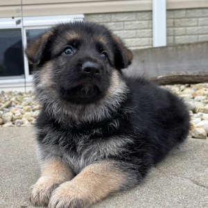 German Shepherd Dog Puppy Steve
