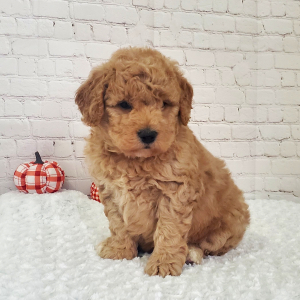 Goldendoodle Puppy Lucy