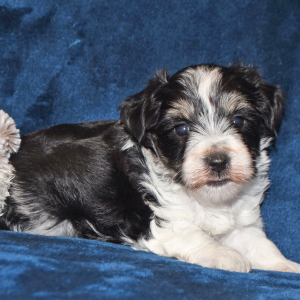 Miniature Schnauzer Puppy Archie