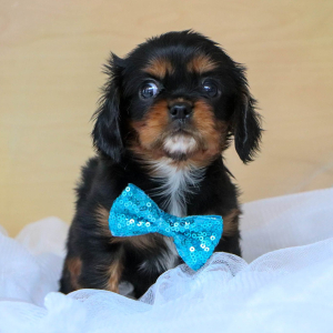 Cavalier King Charles Spaniel Puppy Dash
