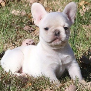 French Bulldog Puppy Cotton