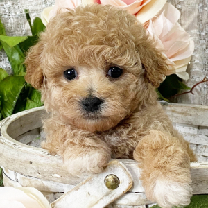 Maltipoo Puppy Zoee