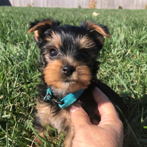 Yorkshire Terrier Puppy Moonla