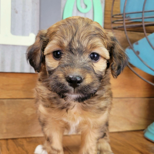 Aussiedoodle Puppy Ginger