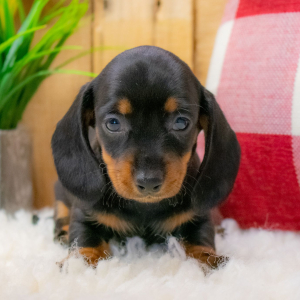 Dachshund Puppy Hope