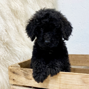 Springerdoodle Puppy Dino