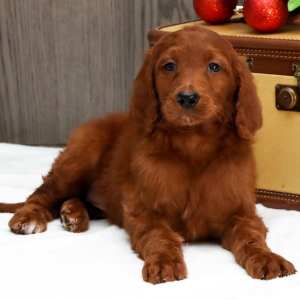 Goldendoodle Puppy Winnie