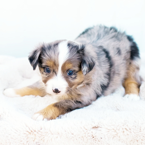 Miniature American Shepherd Puppy Frida