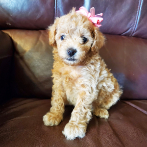 Poodle Puppy Eliza