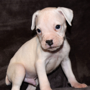 Boxer Puppy DUNDE