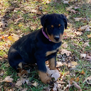 Rottweiler Puppy Savannah