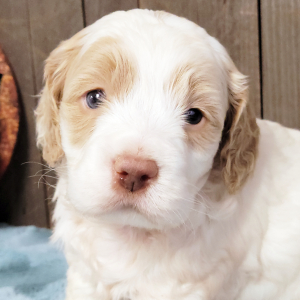 Cockapoo Puppy Jude