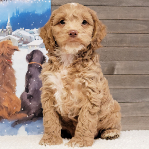 Cockapoo Puppy Sheldon