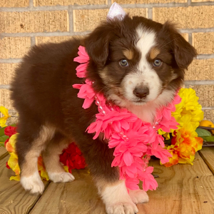 Australian Shepherd Puppy Aris
