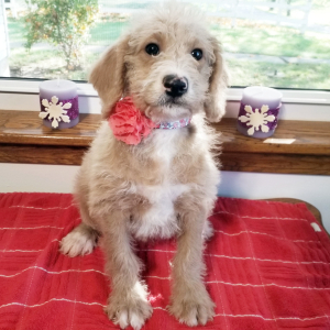 Labradoodle Puppy Inez