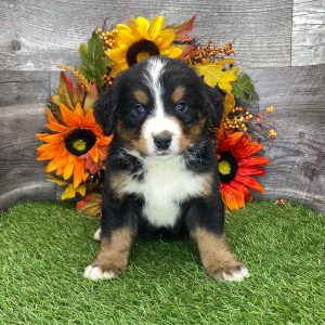 Bernese Mountain Dog Puppy Bennett