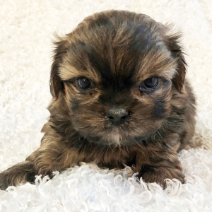 Mi-Ki Puppy Bobby