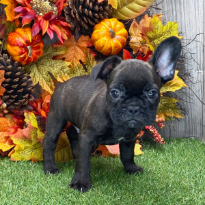 French Bulldog Puppy Jacob