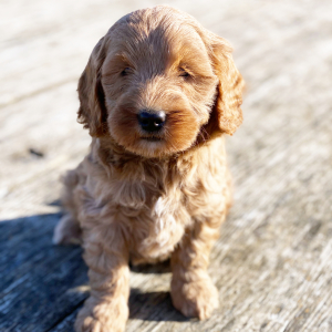 Goldendoodle Puppy Hazel