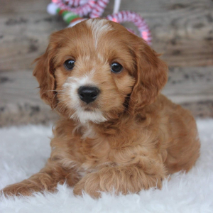 Cockapoo Puppy Rod