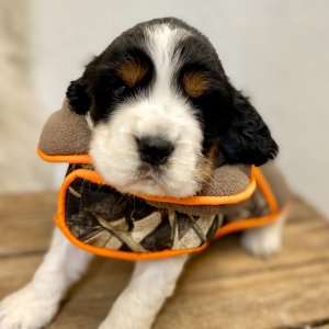English Springer Spaniel Puppy Mase