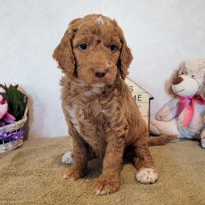 Goldendoodle Puppy Little Sandy