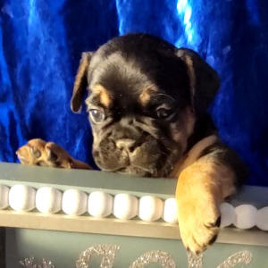 French Bulldog Puppy River