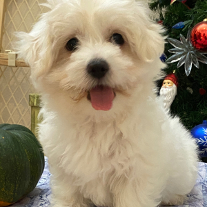 Coton de Tulear Puppy Mia