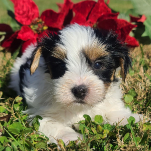 Yorkshire Terrier Puppy Baxter