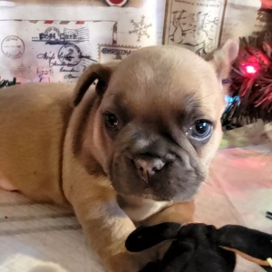 French Bulldog Puppy Hurley