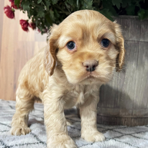 Cocker Spaniel Puppy Shawnna