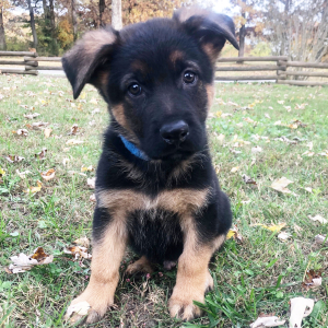 German Shepherd Dog Puppy Artemis