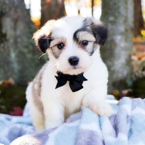 Coton de Tulear Puppy Lawrence