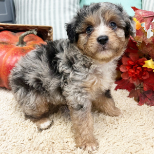 Aussiedoodle Puppy Frankie