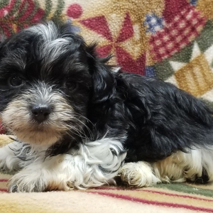 Mal-Shi Puppy Rocky