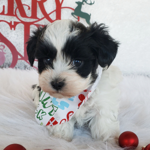 Maltipoo Puppy Koda