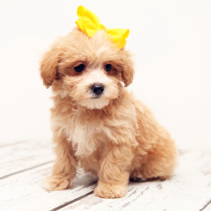 Maltipoo Puppy Saige