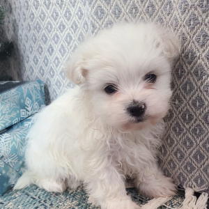 Maltese Puppy Frosty