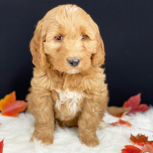 Goldendoodle Puppy Scotch