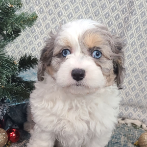 Aussiedoodle Puppy Kara