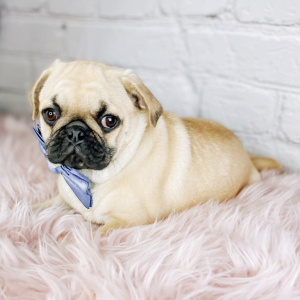 Pug Puppy William