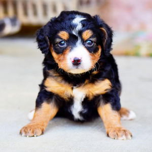 Bernedoodle Puppy Everett
