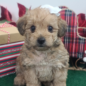 Yorkiepoo Puppy Moriah
