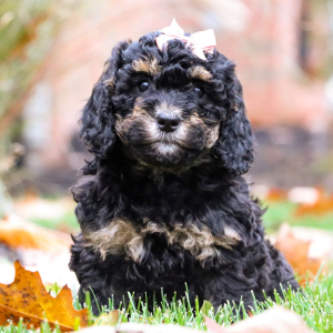 Bernedoodle Puppy Jana